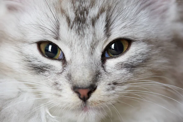 Close-up portrait of gray cat — Stock Photo, Image