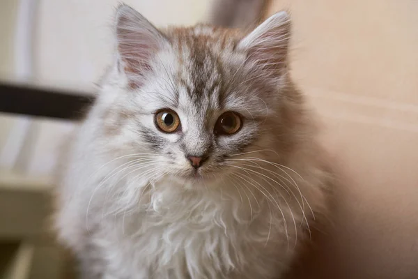 Komik meraklı gri kedicik — Stok fotoğraf