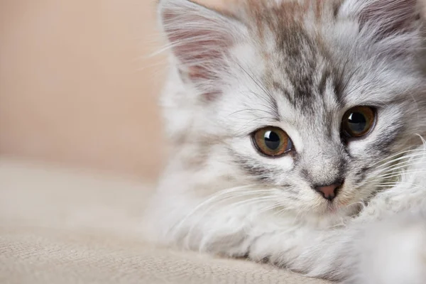 Retrato de cerca del gatito gris — Foto de Stock