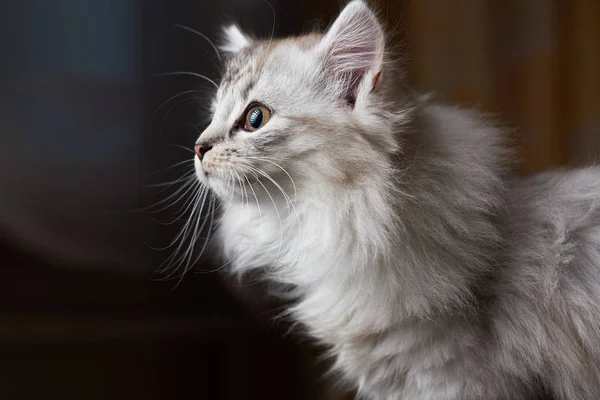 Gato curioso mirando a un lado — Foto de Stock