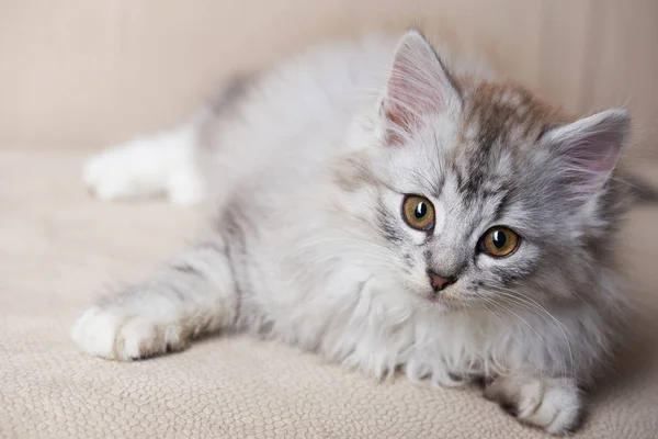 Fluffy jucăuș gri pisicuta — Fotografie, imagine de stoc