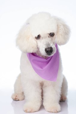 Sevimli beyaz kaniş köpek oturan