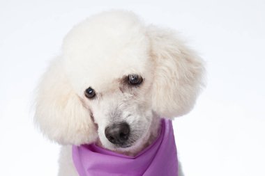 Sevimli bakımlı köpek portresi