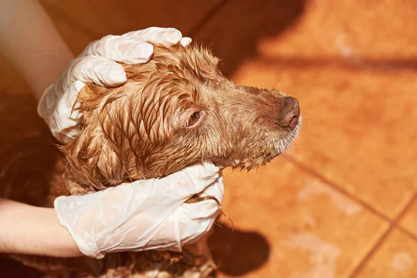 Cleaning dog from flea — Stock Photo, Image