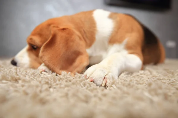 Perro perezoso beagle — Foto de Stock