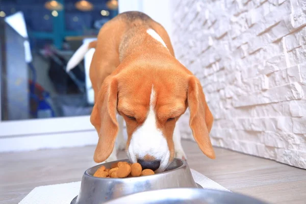 Собака ест пищу — стоковое фото