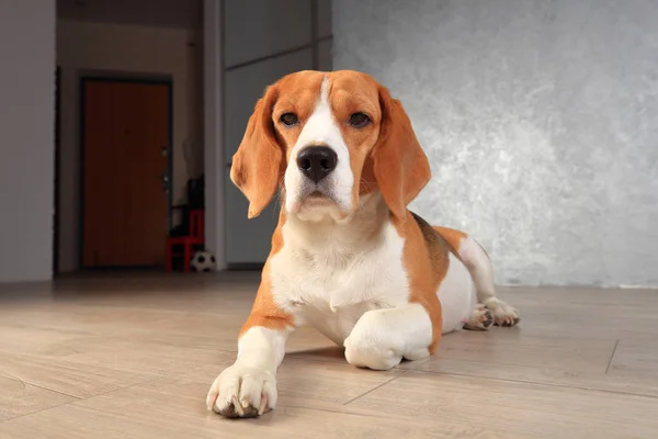 Beagle perro primer plano — Foto de Stock