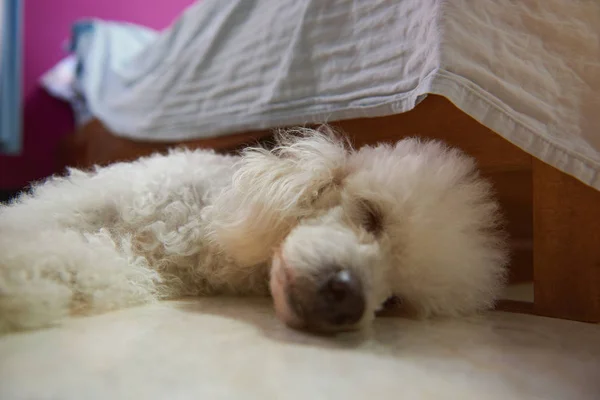 Fehér uszkár kutya alszik a padló — Stock Fotó