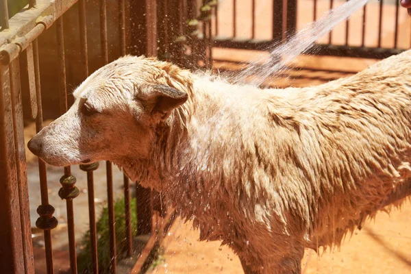 Spraying chien avec de l'eau — Photo