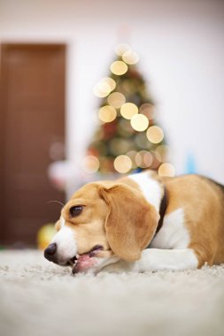 Beagle köpek halı döşeme