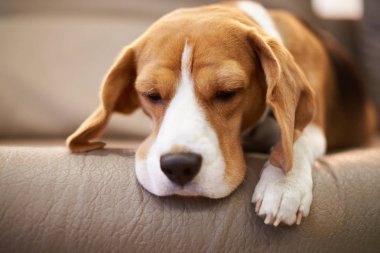 Beagle köpek antrenöre uyku