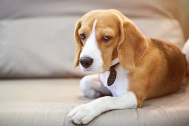 Çok güzel beagle köpek yatakta döşeme