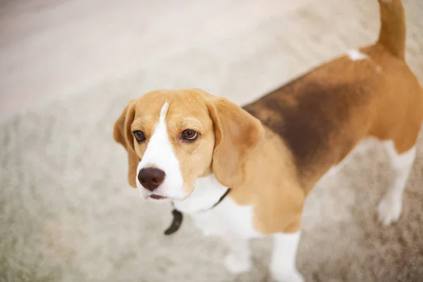 Beagle perro paseo en alfombra de apartamento — Foto de Stock