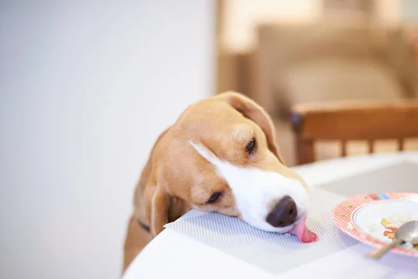 Beagle cão comer comida depois de pessoas — Fotografia de Stock