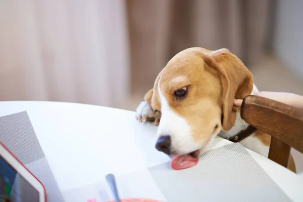 Cão beagle comendo da mesa — Fotografia de Stock