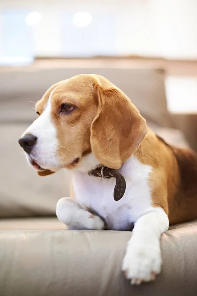 Close up van beagle opleggen sofa — Stockfoto