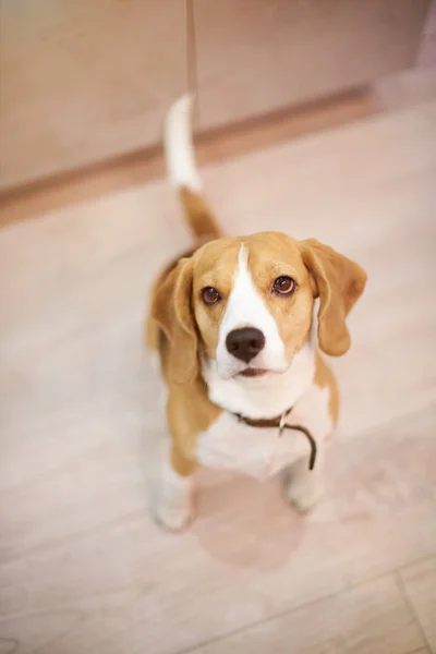 Limpio perro beagle aseado — Foto de Stock