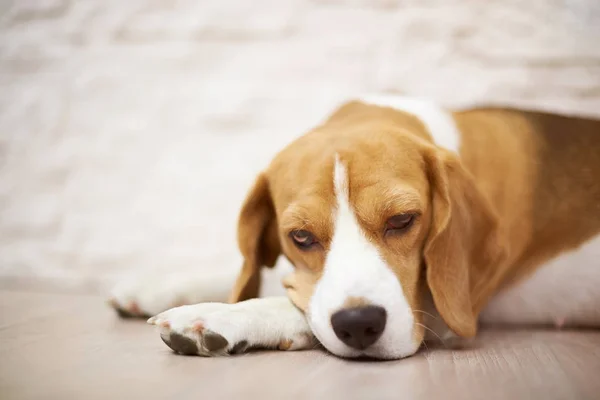 Slapende beagle hond — Stockfoto