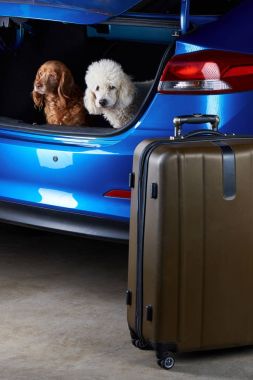 Köpekler arkadaşları seyahat