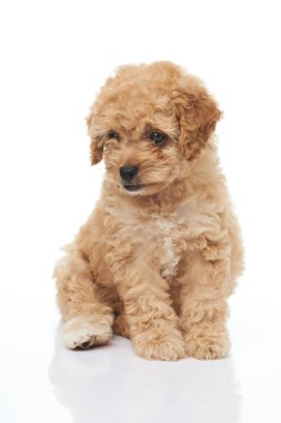 Bir oturma sevimli fino köpeği köpek