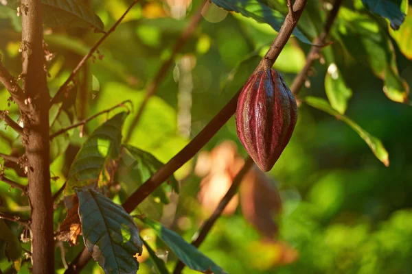 Jeden cacao wiszące pod — Zdjęcie stockowe