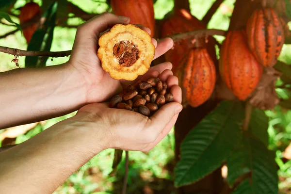 Фрукти какао у фермерських руках — стокове фото
