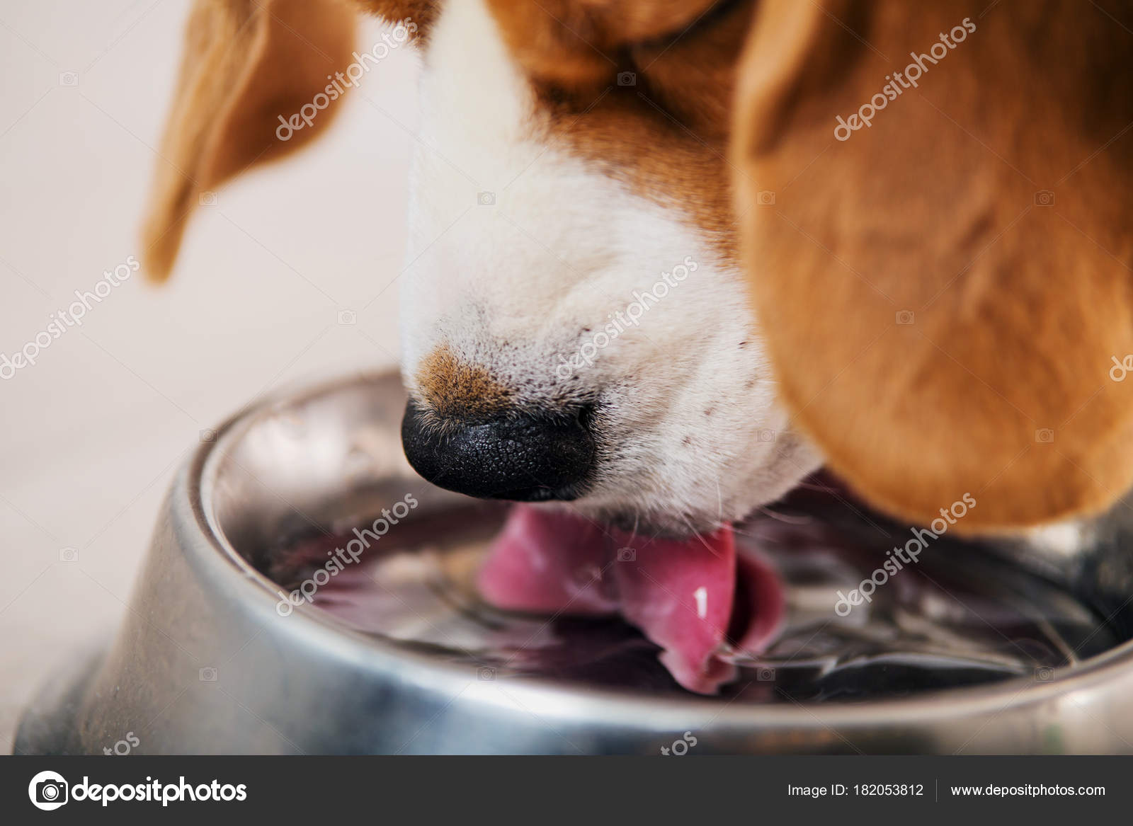 Can Dogs Drink Sulfur Water