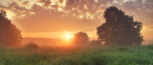 Sunny spring scene — Stock Photo, Image