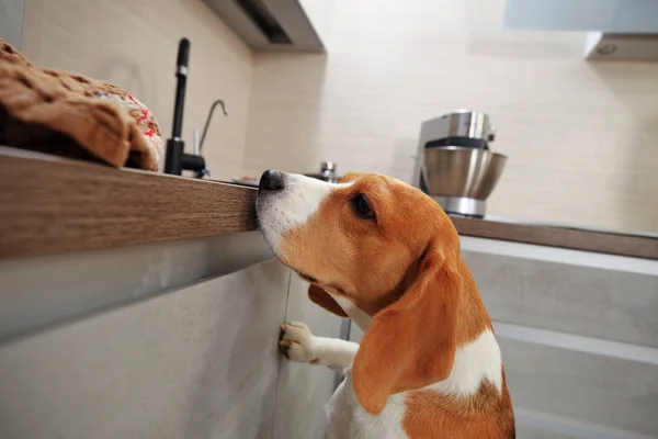 Собака жука на кухне — стоковое фото