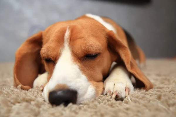 Beagle hond met gesloten ogen — Stockfoto