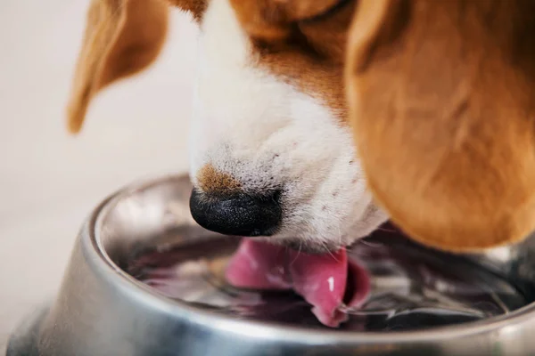 Beagle chien eau potable — Photo