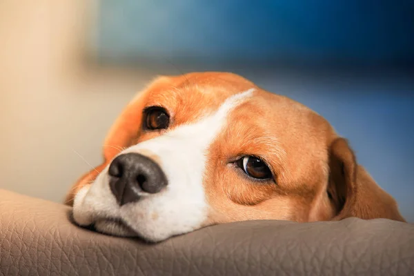 Triest beagle hond — Stockfoto