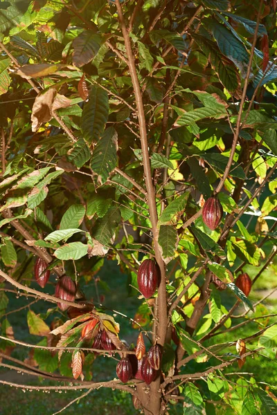 Árbol de cacao joven con cultivo — Foto de Stock