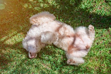 Oynayan beyaz kaniş köpek