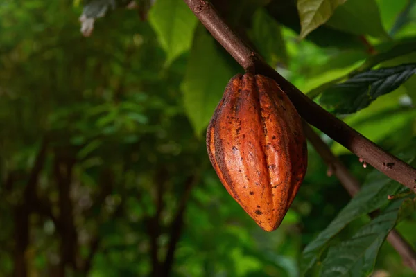 Frijol de cacao colgar en el árbol —  Fotos de Stock