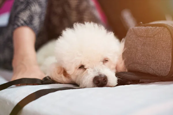 People slepping with dog in bed