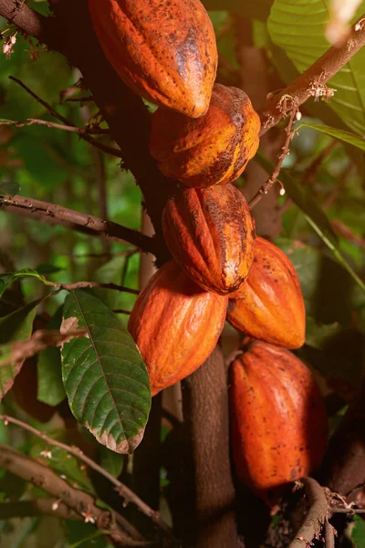 Grupp av raw kakao pods — Stockfoto