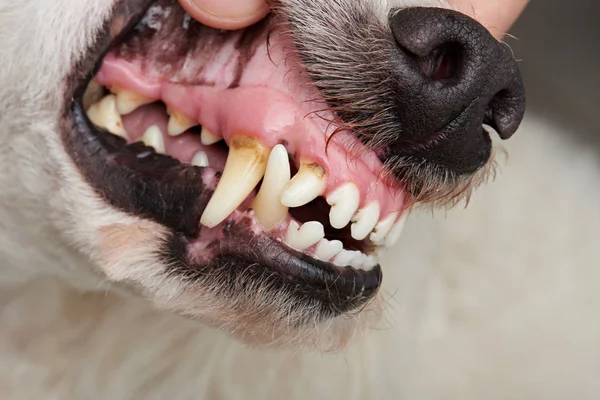 Psí zuby s dutinami — Stock fotografie
