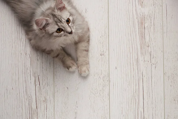 Gato cinza colocar no chão de madeira — Fotografia de Stock