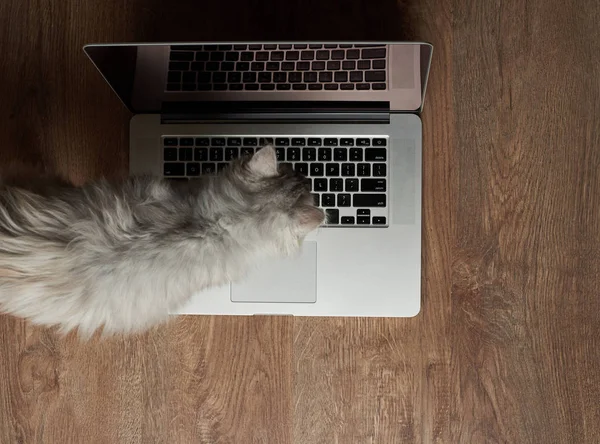 Cat walking on laptop keyboard