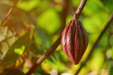 Organik kakao pod meyve