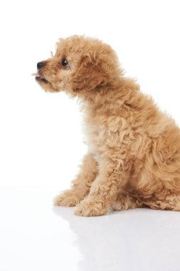 Köpek yavrusu profil portresi