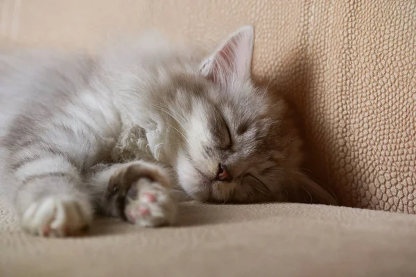 Primer plano del gatito dormido — Foto de Stock