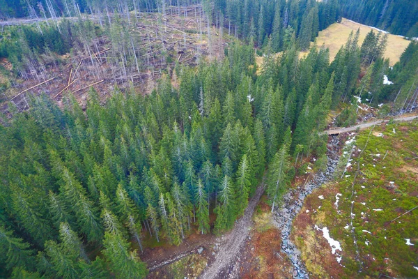 Forest with Christmas trees from above