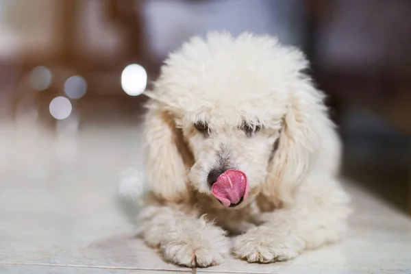 Poodle perro lamiendo su nariz — Foto de Stock