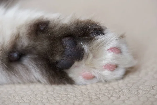 Close-up of kitty palm paw — Stock Photo, Image