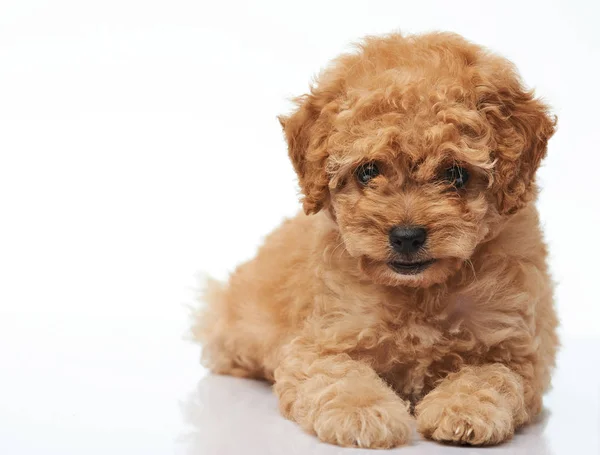Happy poodle dog puppy — Stock Photo, Image