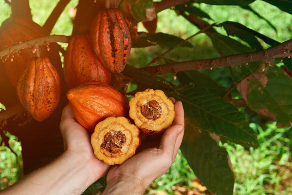 Harvesting cacao fruits — Stock Photo, Image