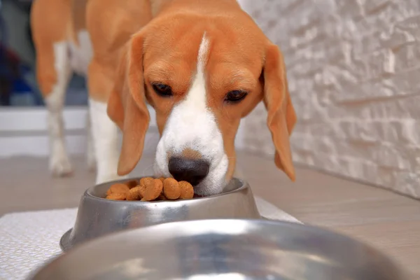 Собака ест из миски — стоковое фото