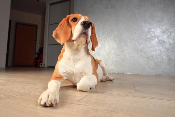 空のアパートで犬 — ストック写真